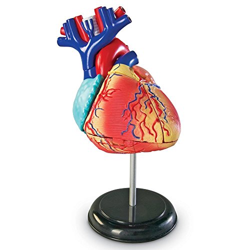 Learning Resources- Modelo anatómico del corazón, Color (LER3334)