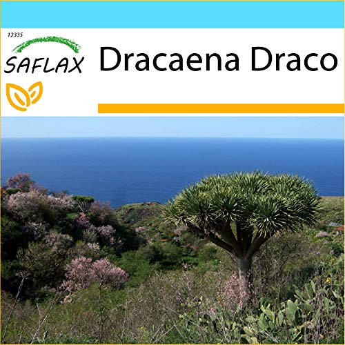 SAFLAX - Set regalo - Drago de Canarias - 5 semillas - Con caja regalo/envío, etiqueta para envío, tarjeta de felicitación y sustrato de cultivo y fertilizante - Dracaena Draco