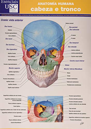 Anatomia humana. cabeza e Tronco