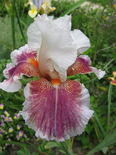 Bulbos de iris de otoño flores raíces fuertes raíces especiales bastante verde encanto raras especies raras, 3 bombillas de iris