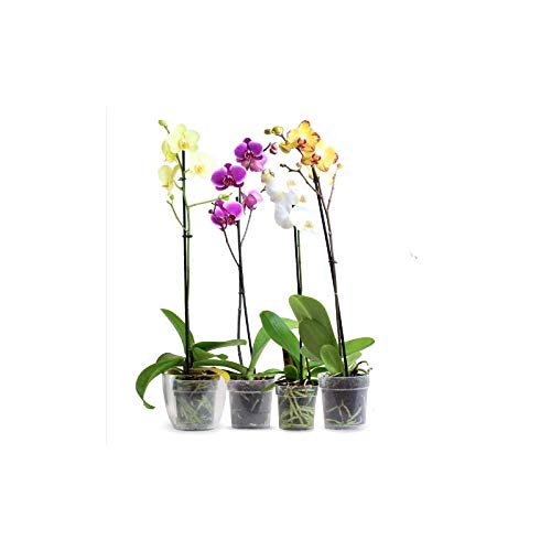 Orquídea Phalaenopsis - Planta Natural - Envíos sólo a Península