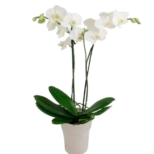 Orquídea natural - Planta Phalaenopsis blanca - Envío 24h con dedicatoria