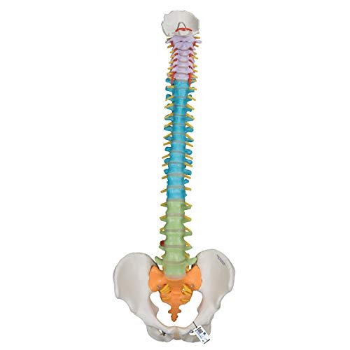 3B Scientific A58/8 Modelo de anatomía humana Columna Didáctica Flexible + software de anatomía gratuito - 3B Smart Anatomy
