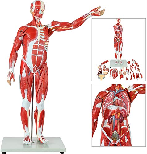 LBYLYH Modelo del Músculo del Montaje De Maquetas Y Órganos Humanos, La Distrofia Muscular De La Figura Orden Natural En 27 Juegos con Los Órganos Extraíbles Y La Distrofia Muscular, La Estructu.
