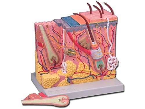 Modelo anatómico Derma, aumento 70 x, 25 x 18 x 28 cm, de piel