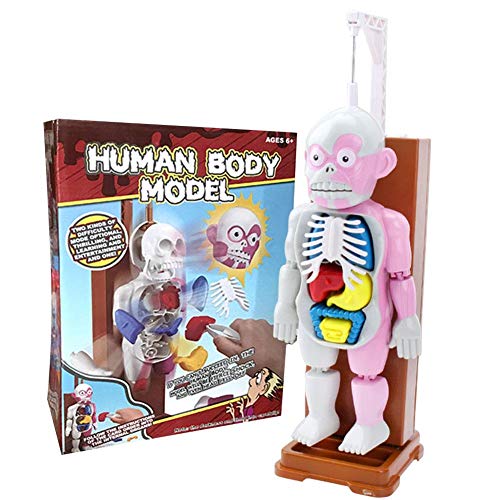 Modelo del cuerpo humano, juego de montaje de juguete, visión 4D para modelos de anatomía humana transparentes, herramientas de demostración para la enseñanza científica natural, clase 3+, edad 6 +