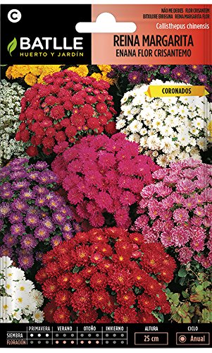 Semillas de Flores - Reina Margarita enana flor Crisantemo variada - Batlle