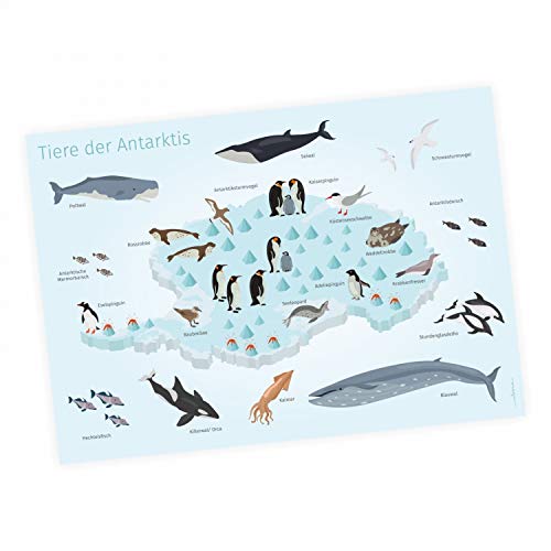 Póster, diseño de animales de la Antártica, en 3 tamaños, diseño de ballena, pingüino, foca del Sur pol para la pared de los niños en alemán, tamaño DIN A3-420 x 297 mm