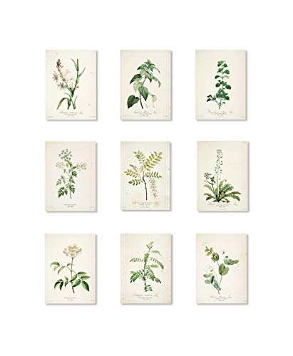 Readyprint Juego de 9 impresiones de tablas botánicas antiguas, medidas 13 x 18 cm (sin marcos) (9)