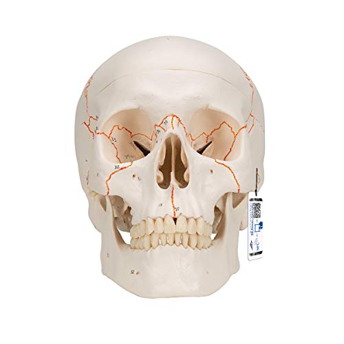 3B Scientific Cráneo Clásico con Numeración, 3 Piezas - 3B Smart Anatomy