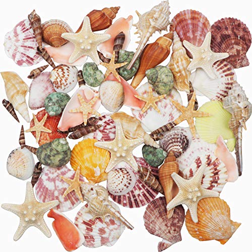 Conchas de mar Conchas de playa mixtas 9 clases 3-9 CM Conchas naturales y 2 clases Estrella de mar para playa Fiesta temática Decoraciones de boda Manualidades DIY Decoraciones