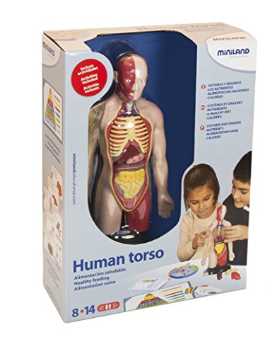 Miniland- Juego profesional de torso humano (99113)