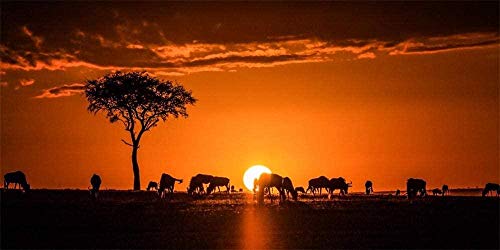 Pintura al óleo por número África Kenia Safari Sunset SilhouettePintura por números para niños Adultos Kits de pintura por números 40X50Cm