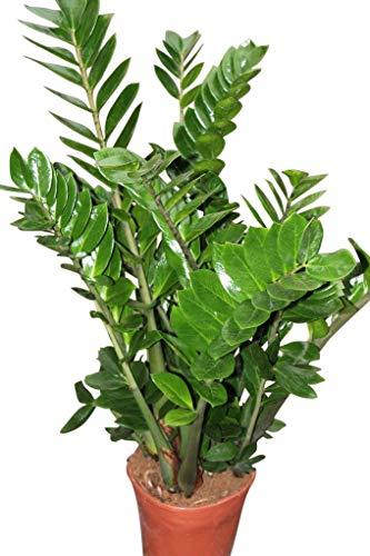 Plantas de interior - Para la casa o la oficina - Zamioculcas zamiifolia de 60cms alto - Conocida como como 'Zamioculca'.