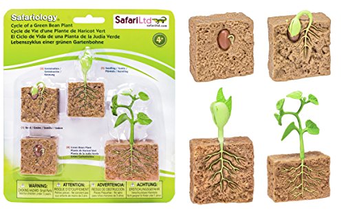 Safari Ltd. Ciclo de Vida de una Planta de Frijol Verde