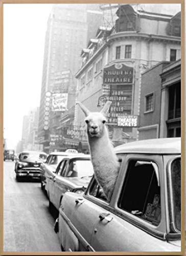 FGVB Llama en un Taxi en Times Square Impresión de Lienzo y póster Impresión de Llama Vintage Imagen de la Ciudad de Nueva York Arte de la Pared Decoración del hogar 60x90 CM Sin Marco