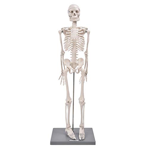 Mini modelo de esqueleto humano de 85 cm con brazos y piernas flexibles, herramienta de experimentación de soporte para enseñanza anatómica y uso de estudio