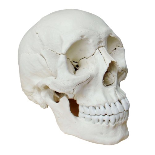 S24.2172 Modelo osteopático del cráneo humano de 22 piezas, versión color natural (cráneo modelo)