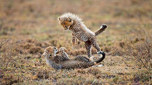 Two Little Leopards Fighting - Puzzles para adultos Puzzle de madera Art Funny Toy Gift, 1000 piezas 75 × 50cm