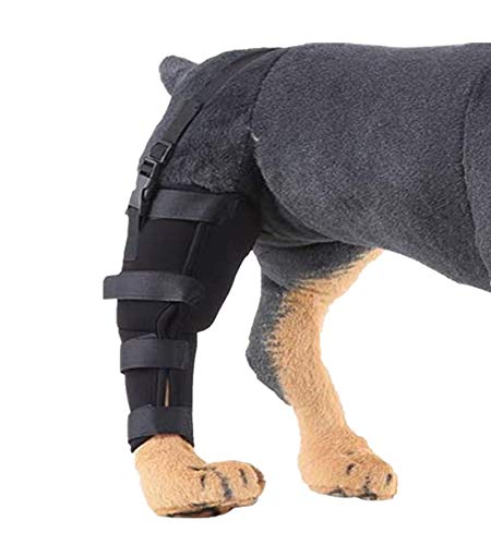 WXFEXIA - Patín trasero derecho para la pierna - Envoltura canina protege las heridas curan el apoyo debido a la artritis para prevenir lesiones y esguinces o caminar (1 unidad, M)