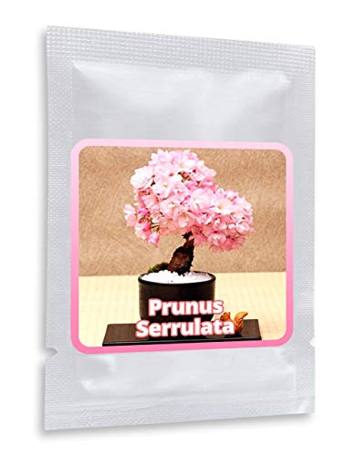 10 Semillas De Cerezo Japonés Sakura (Prunus Serrulata) / Cultivable como árbol o bonsái