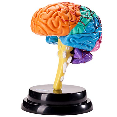 OIURV Cerebro modelo estructural humano desmontado ciencia Lehr herramientas desmontadas anatomía medicinal herramienta de aprendizaje