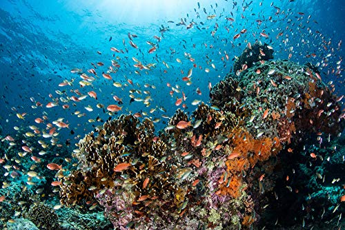 Puzzle 1000 Piezas Para Adultos De Madera Niño Rompecabezas Coral De Pescado Juego Casual De Arte Diy Juguetes Regalo Interesantes Amigo Familiar Adecuado
