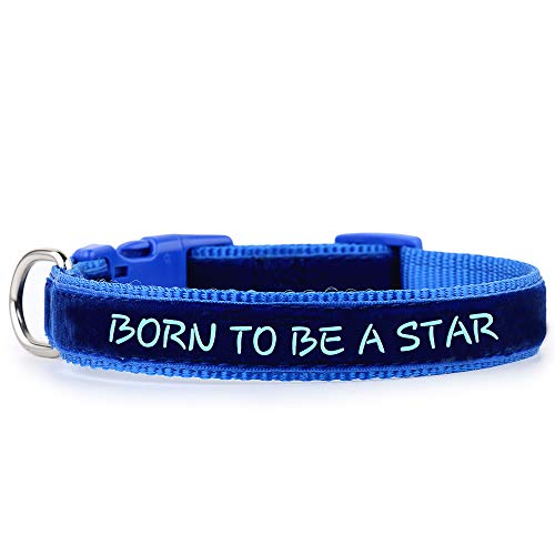 ZUKY - Collar para Perros en Terciopelo, Elegante y Divertido, con la Frase Born TO BE A Star ya Bordada, tamaño Ajustable, Diferentes … (S, Azul)