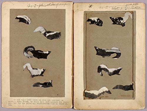 Póster impreso de Abbott Handerson Thayer: Skunks, carpeta de estudio para libro Concea, obra de arte vintage, 24 x 17 pulgadas (A2)