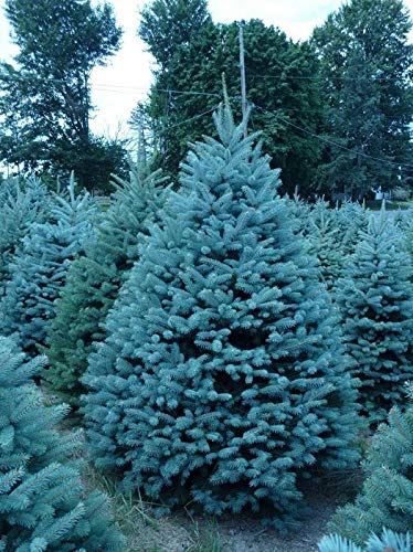 25 Semillas de Abeto Azul (Evergreen Colorado, Blue Spruce, Picea pungens)