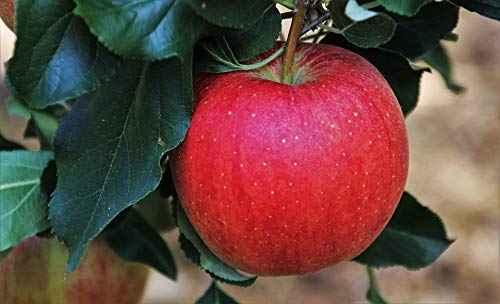 Arbol Natural de Manzana Roja - Altura aprox. 1'50m. - Planta viva - (Envíos Península y Baleares)