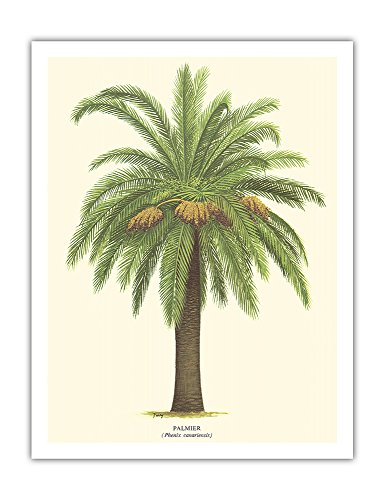 Canary Island Date Palm Tree – Palmier (Phoenix Canariensis) – Vintage Botanical Ilustration by Ferry c.1770s – Fine Art Print 50,8 x 66 cm