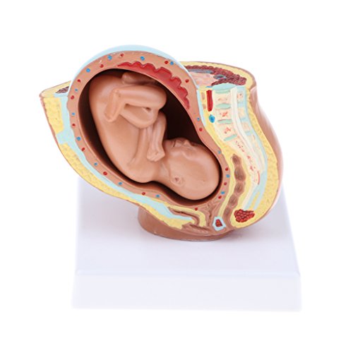 non-brand Modelos de Anatomía Humana Feto de Nueve Meses Aprendizaje de Desarrollo de Embarazo de Feto Humano en Útero