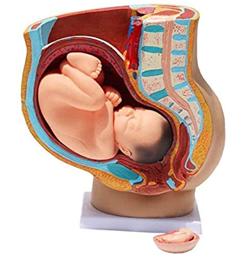 tjz Sección Pélvica Femenina Humana Embarazo Modelo Anatómico Médico Anatómico Embarazada Pelvis Femenina Humana con Embarazo 9 Meses Modelo De Bebé Órganos Extraíbles, 4 Partes