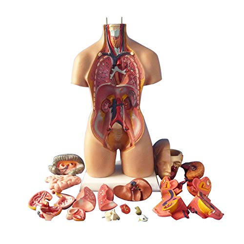 Vinbcorw 4D Anatómico Humano Asamblea Modelo- de órganos- Torso del Cuerpo Humano anatomía anatómico médico Modelo- órganos internos para la Escuela de Educación Enseñanza 28cm / 45cm / 55cm,C55cm