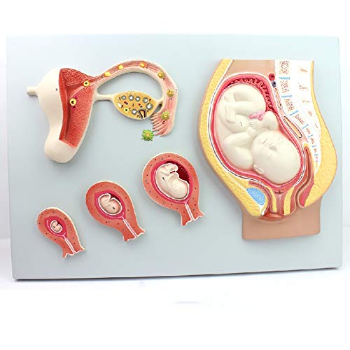 WLKQ Modelo Pelvis con El Feto, Modelo Anatomía Embarazo Pelvis, Tamaño Vida Humana Embarazo Pelvis Modelo - Sagital De La Anatomía Femenina De La Pelvis con El Embarazo Feto