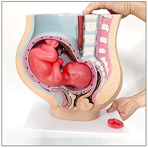 ZJHCC Modelo de Pelvis de Embarazo Humano con Embarazo de 9 Meses Modelo de feto de bebé de tamaño Natural con órganos extraíbles, 4 Partes, Pintado a Mano.