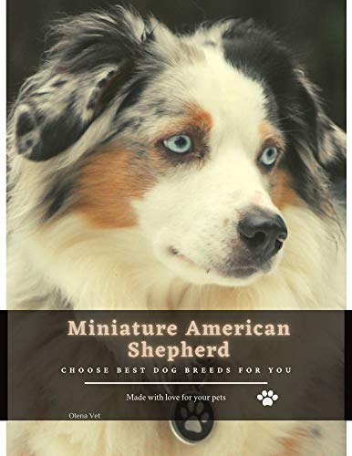 Miniature American Shepherd: Choose best dog breeds for you (English Edition)