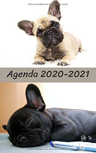 Agenda Escolar 2020 2021 / 300 páginas / Portada : BULLDOG FRANCES LINDO