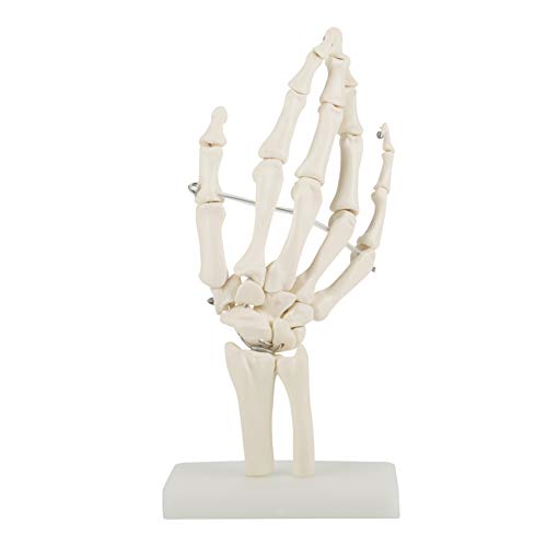 Modelo de esqueleto: humano anatómico de tamaño natural, estudio de articulación de la mano Modelo de esqueleto
