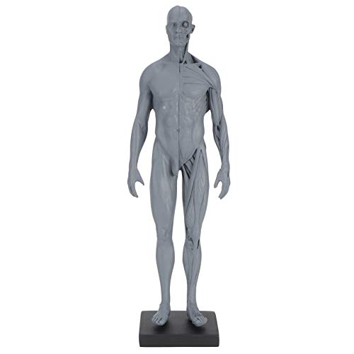 Modelo de músculo corporal Esqueleto de resina Modelo de músculo de anatomía del cuerpo humano, para bocetos, dibujo, enseñanza, investigación, ecológico, duradero