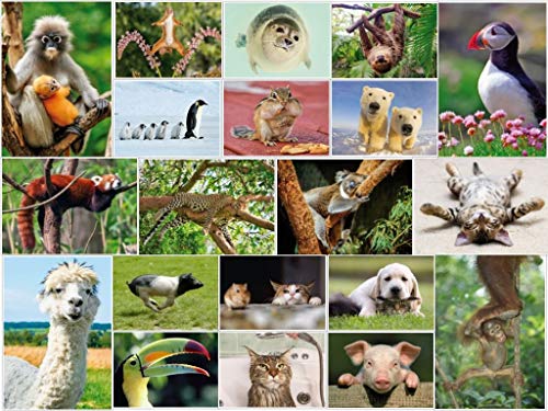 "ANIMALES DIVERTIDOS": juego de postales de 20 piezas con divertidos y divertidos animales (20 postales) para coleccionistas y postcrossing de EDITION COLIBRI