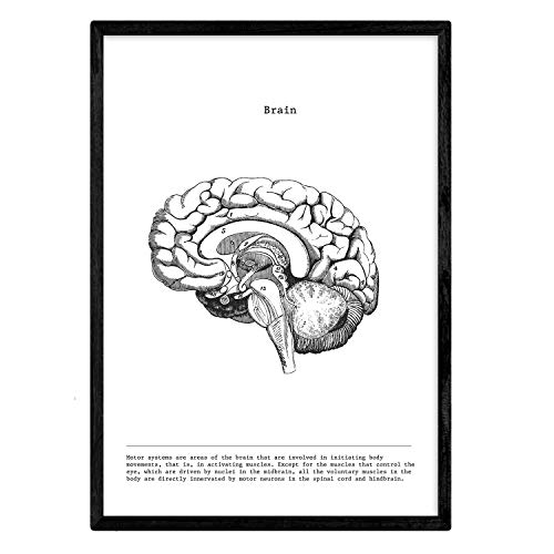 Nacnic Posters de anatomía en blanco y negro con imágenes del cuerpo humano. Láminas sobre biología y medicina con detalle de "Cerebro lateral". Tamaño A3. Sin Marco.