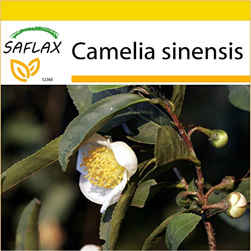 SAFLAX - Set de cultivo - Árbol del té - 6 semillas - Camelia sinensis