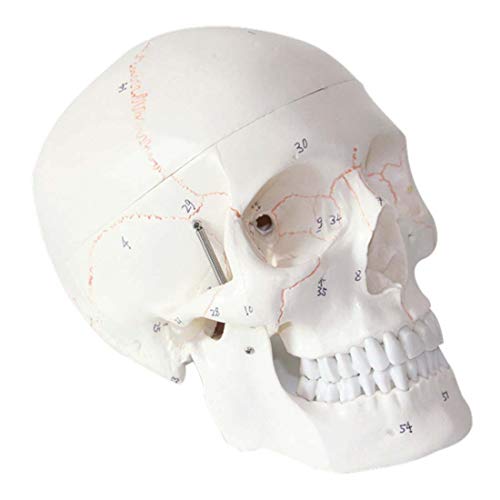ZJM Modelo De Cráneo Humano con Marcas, 1: 1 Tamaño Médico Anatomía Médica Cabeza Modelo Esqueleto, con Tapa De Cráneo Extraíble Y Mandíbula Articulada, para Investigación Médica, Enseñanza