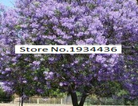 11.11 En oferta! 50 / bolsa de semillas de rápido crecimiento Paulownia púrpura semillas de árboles raros para la decoración de establecimiento casa