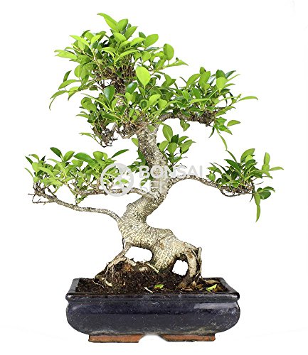 Bonsai - Ficus, 10 Años (Bonsai Sei - Ficus Retusa)