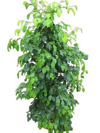 Planta de interior - Planta para la casa o la oficina - Ficus benjamina - Higuera llorona verde - 1,5 metros