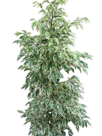 Planta de interior - Planta para la casa o la oficina - Ficus benjamina Variegata - Higuera llorona variegada - 1,1 metros
