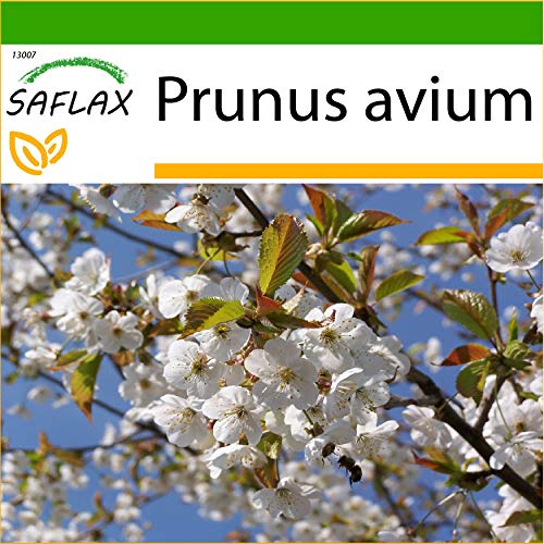 SAFLAX - Cerezo silvestre - 10 semillas - Con sustrato estéril para cultivo - Prunus avium